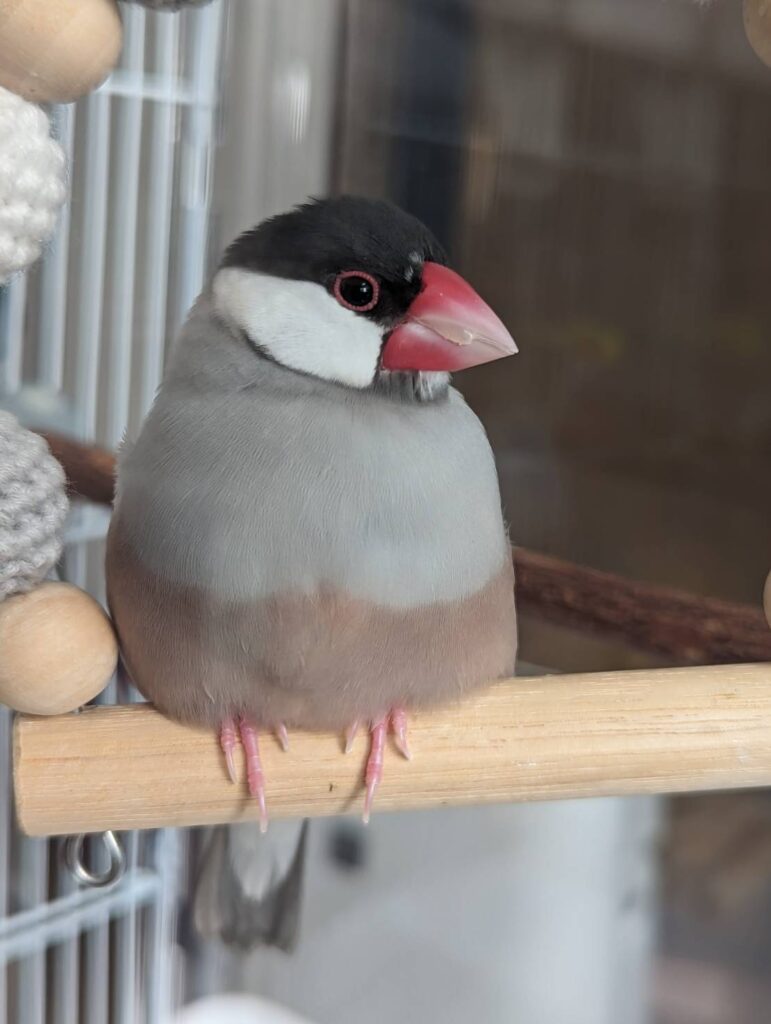 ちいさな春はーちゃん