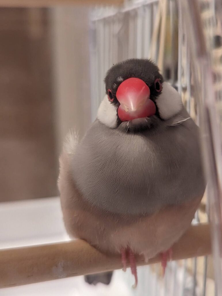 ちいさな春はーちゃん