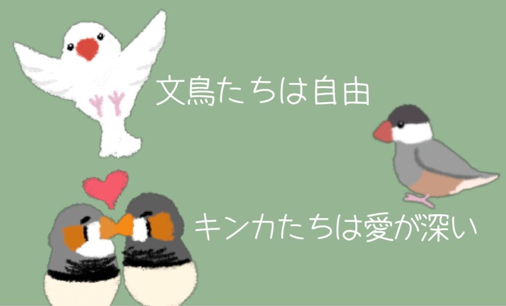 文鳥たちは自由　キンカたちは愛が深い