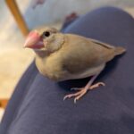 ちいさな春はーちゃん