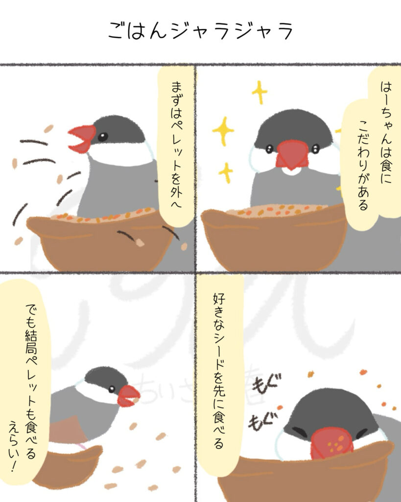 文鳥たちは自由。キンカたちは愛が深い。第4話「ごはんジャラジャラ」ちいさな春