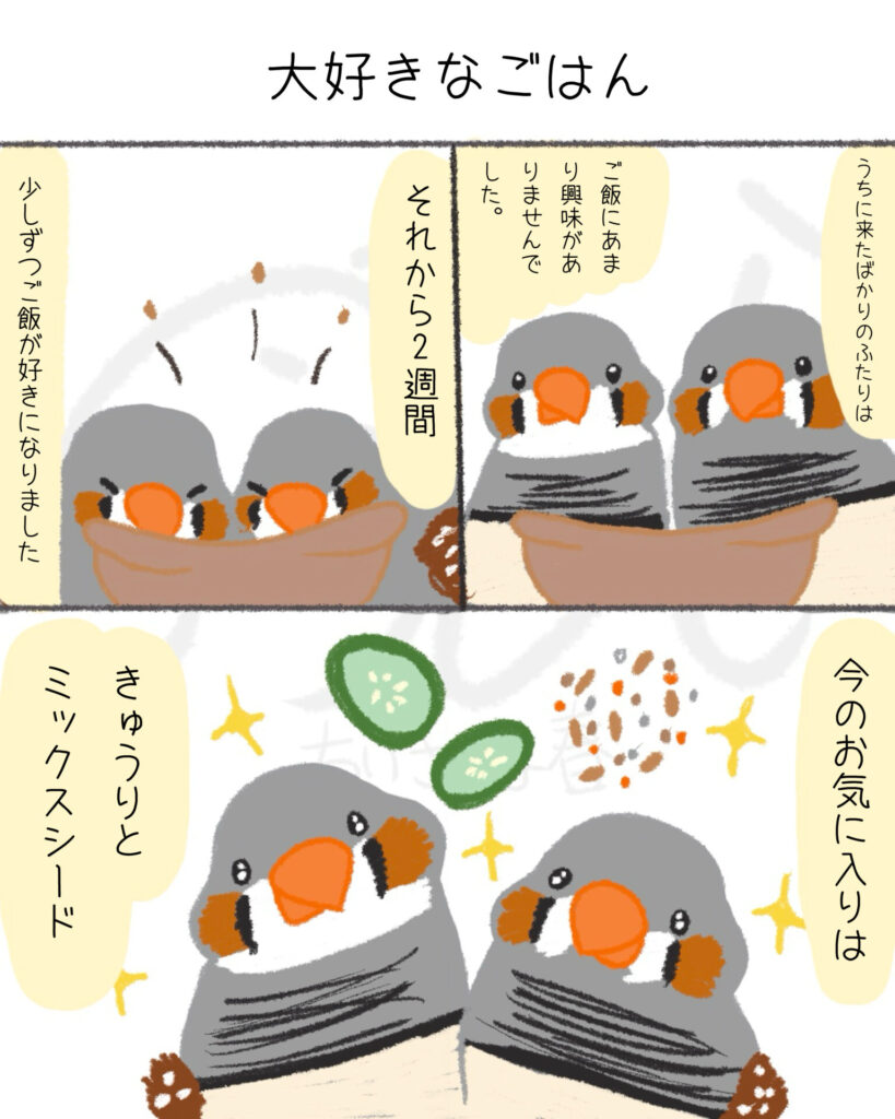 文鳥たちは自由。キンカたちは愛が深い。第6話「大好きなごはん」ちいさな春