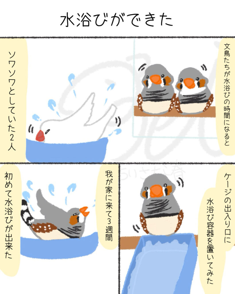 文鳥たちは自由。キンカたちは愛が深い。第10話「水浴びが出来た」ちいさな春