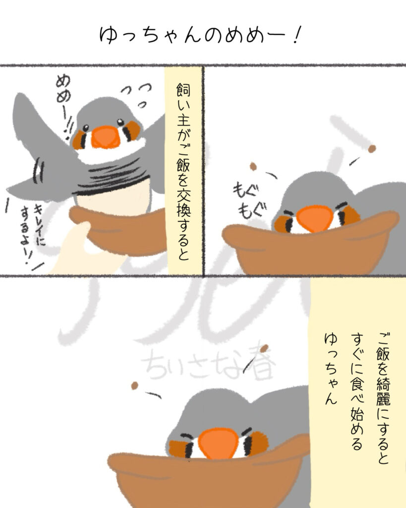 文鳥たちは自由。キンカたちは愛が深い。第12話「ゆっちゃんのめめー！」